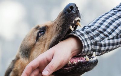 Understanding South Carolina’s Dog Bite Law