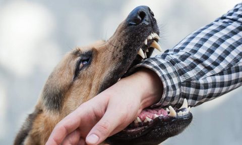 Understanding South Carolina’s Dog Bite Law - The Law Office of Sara Turner