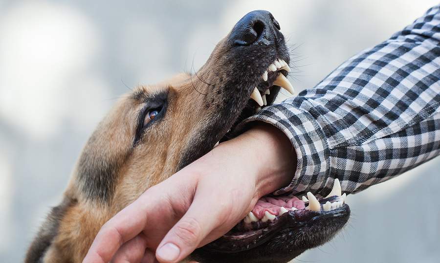 Understanding South Carolina’s Dog Bite Law