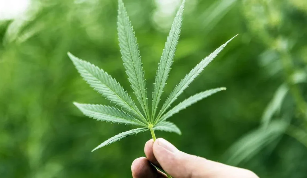 Understanding Marijuana Charges in South Carolina